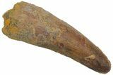 Fossil Spinosaurus Tooth - Real Dinosaur Tooth #220778-1